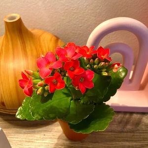 Meet your Posher, Miranda